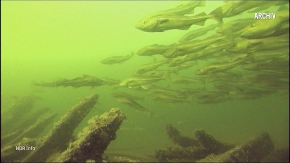 Unterwasseraufnahme: Ein Fischschwarm schwimmt vorbei. © Screenshot 