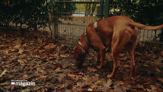 Ein großer Hund mit kurzem, braunem Fell schnüffel im Laub auf der Erde. © Screenshot 