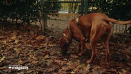 Ein großer Hund mit kurzem, braunem Fell schnüffel im Laub auf der Erde. © Screenshot 