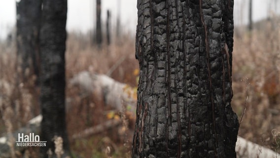 Nahaufnahme eines verkohlten Baumstammes nach einem Waldbrand © Screenshot 