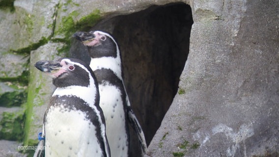 Zwei Pinguine gucken in die Gegend in einem Tiergehege. © Screenshot 