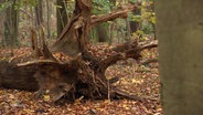 Ein umgestürzter Baum liegt in einem Waldstück. © Screenshot 