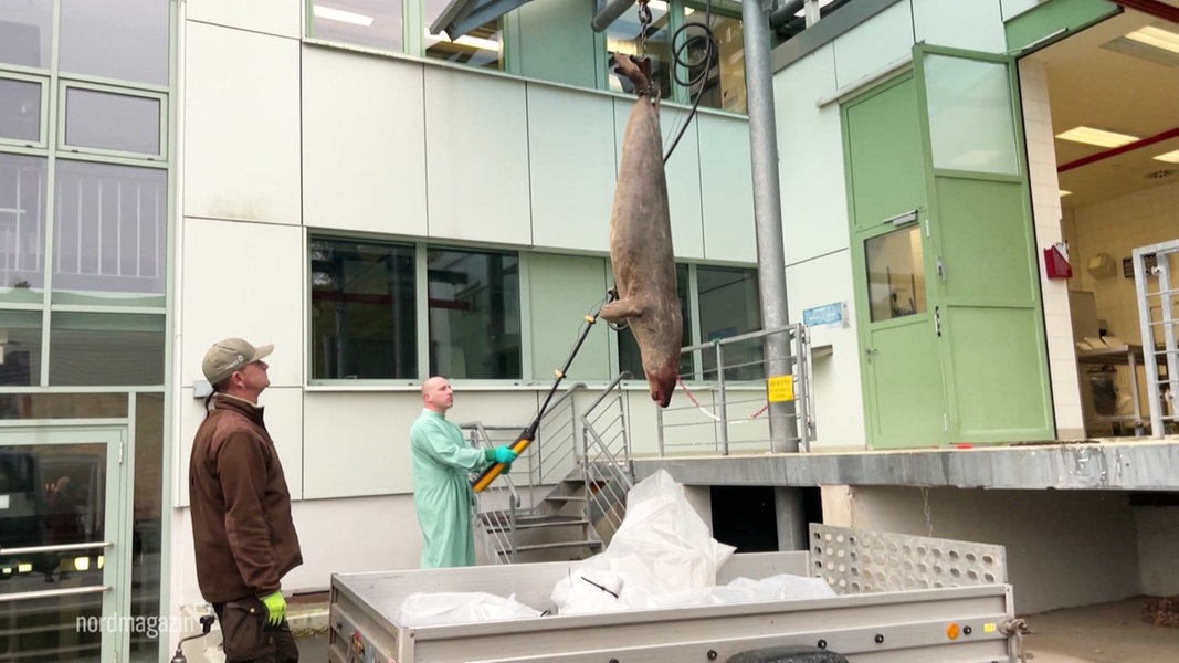 Robbensterben vor der Insel Rügen - WWF fordert Aufklärung