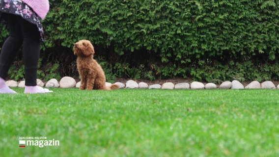 Ein kleiner Hund auf einer Wiese neben einem Menschen. © Screenshot 