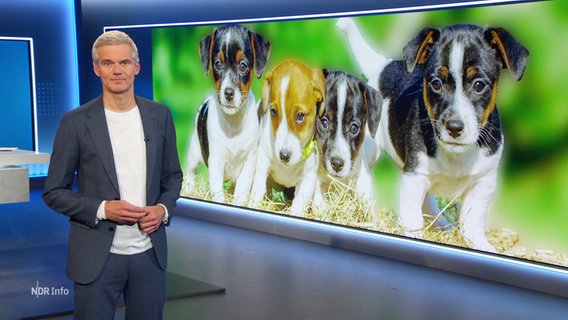 Moderator Thorsten Schröder im Studio. © Screenshot 