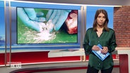 Lena Mosel moderiert die Sendung Niedersachsen 18.00. © Screenshot 