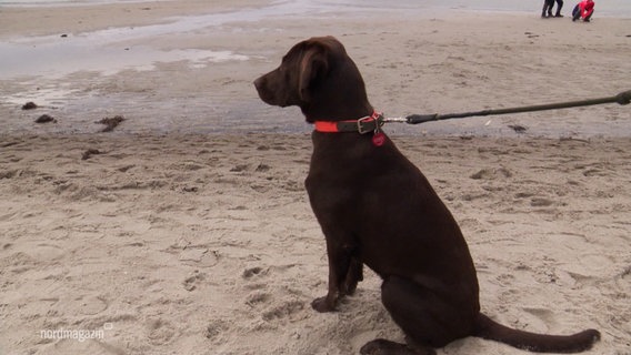 Ein angeleinter Hund macht "Sitz" am Strand. © Screenshot 