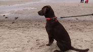 Ein angeleinter Hund macht "Sitz" am Strand. © Screenshot 