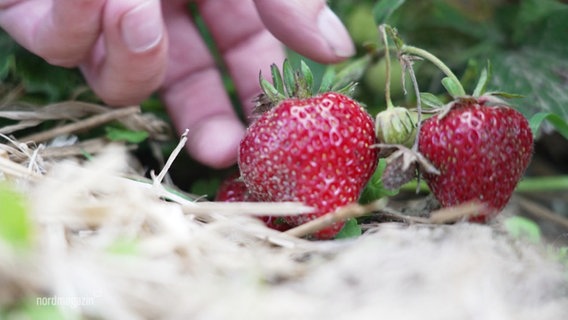 Eine Hand greift nach zwei Erdbeeren, um sie vom Strauch zu pflücken. © Screenshot 