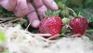 Eine Hand greift nach zwei Erdbeeren, um sie vom Strauch zu pflücken. © Screenshot 