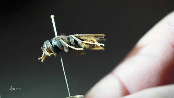 Durch die steigenden Temperaturen verbreiten sich in Norddeutschland auch eigentlich hier nicht heimische Insektenarten wie die asiatische Hornisse. © Screenshot 