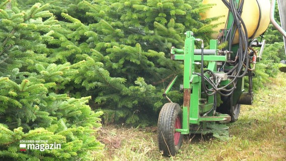 Auf einer Nordmanntannenplantage werden die ersten Bäume für die Weihnachtszeit geschnitten. © Screenshot 