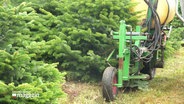 Auf einer Nordmanntannenplantage werden die ersten Bäume für die Weihnachtszeit geschnitten. © Screenshot 