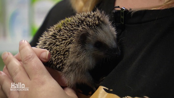 Eine Frau hält einen Igel im Arm. © Screenshot 