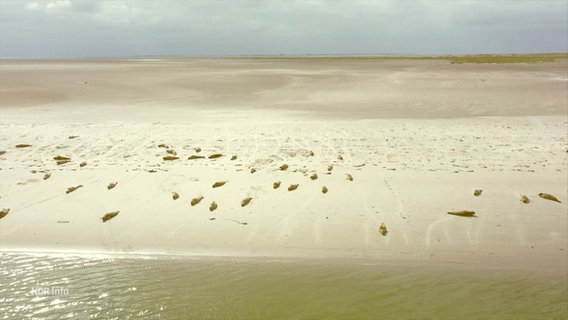 Seehunde liegen auf einer Sandbank. © Screenshot 