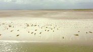 Seehunde liegen auf einer Sandbank. © Screenshot 