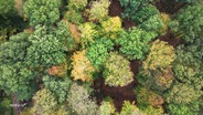 Verschiedene Bäume aus einem Laubmischwald, gefilmt aus der Vogelperspektive. © Screenshot 