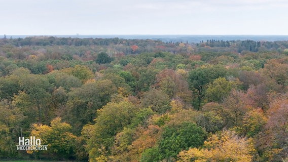 Blick aus der Vogelperspektive über die Baumkronen eines Laubwaldes hinweg. © Screenshot 