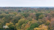 Blick aus der Vogelperspektive über die Baumkronen eines Laubwaldes hinweg. © Screenshot 