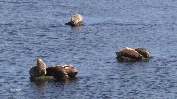 Mehrere Robben liegen im Wasser auf Steinen. © Screenshot 