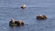 Mehrere Robben liegen im Wasser auf Steinen. © Screenshot 