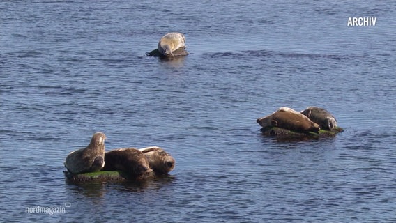 Mehrere Robben liegen im Meer (Archivbild). © Screenshot 