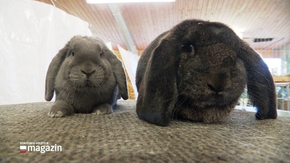 Zwei Kaninchen sitzen nebeneinander © Screenshot 