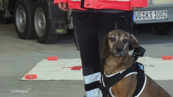 Hündin Mascha von der Rettungshundestaffel des DRK Ostvorpommern-Greifswald. © Screenshot 