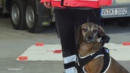 Hündin Mascha von der Rettungshundestaffel des DRK Ostvorpommern-Greifswald. © Screenshot 