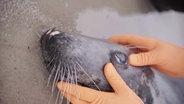 Eine tote Kegelrobbe wird am Strand untersucht © NDR 