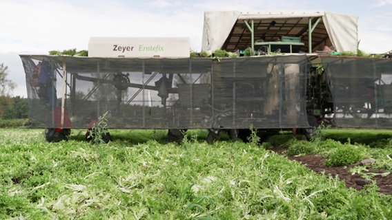 Eine große Maschine auf einem Salatfeld. Links und rechts ragen Kammern über die Felder. Dazwischen sind Menschen, die Salatköpfe ernten und in die Körbe packen, die von der Maschine dann in das Innere der Erntemaschine transportiert werden. © Screenshot 