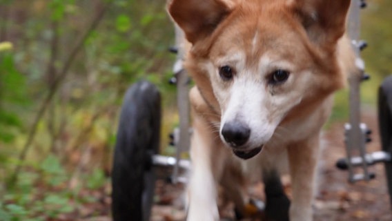 Ein Hund mit Rolli-Gehhilfe beim Gassigehen. © Screenshot 