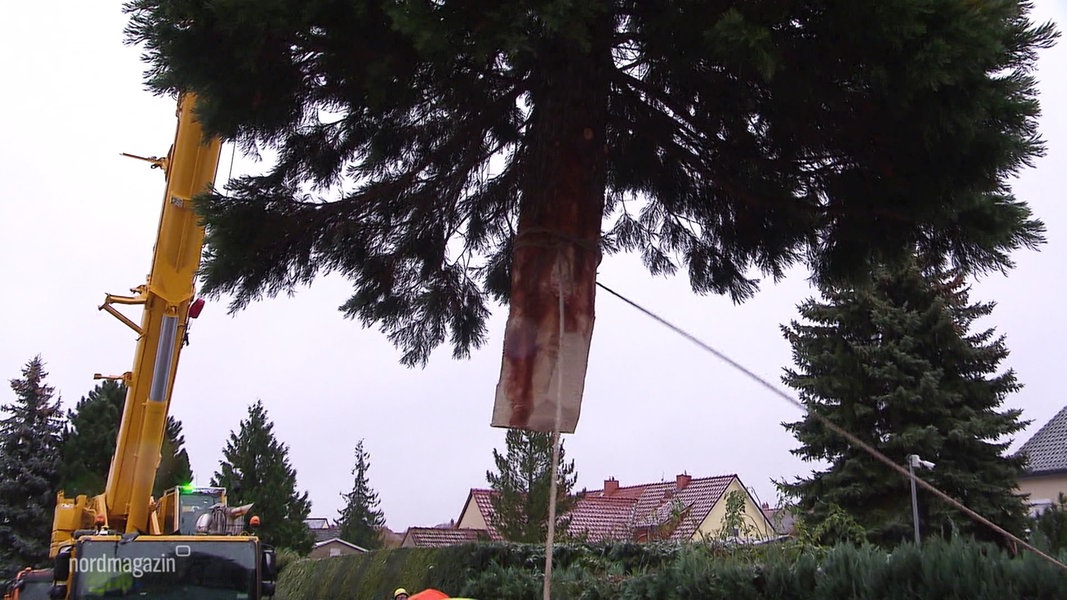 Neubrandenburg: Webertanne wird aufgebaut