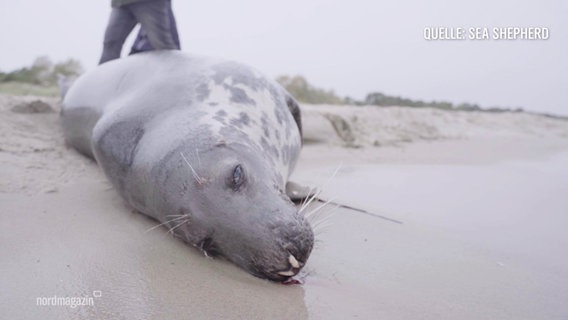 An einem Strand liegt eine tote, angespülte Robbe. © Screenshot 