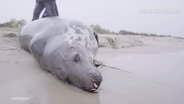 An einem Strand liegt eine tote, angespülte Robbe. © Screenshot 