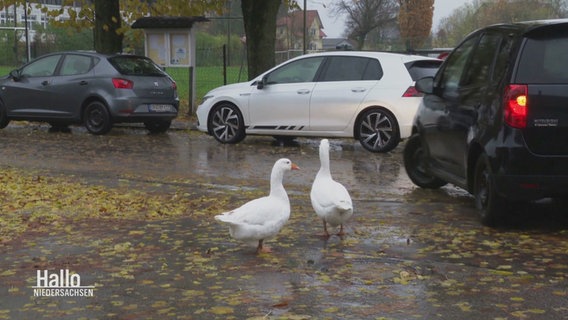 Zwei Gänse im Straßenverkehr. © Screenshot 