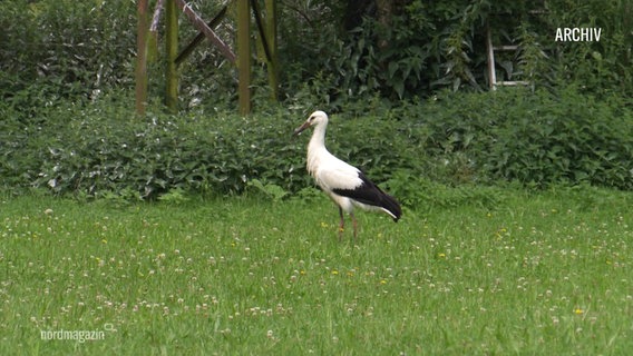 Ein Storch steht auf einer Grasfläche. © Screenshot 