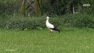 Ein Storch steht auf einer Grasfläche. © Screenshot 