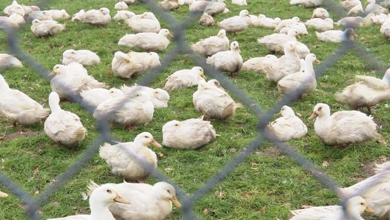 Enten auf einer Wiese hinter einem Maschendrahtzaun © Screenshot 