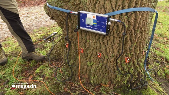 Messgeräte an einem Baum. © Screenshot 