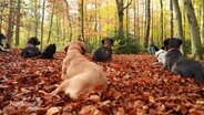 Sieben Hunde liegen im Laub auf dem Waldboden und schauen zu einer Frau. © Screenshot 