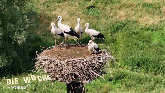 Störche in einem Nest © Screenshot 