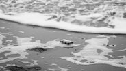 Ein Schwarz-Weiß-Foto eines an einem Strand angespülten, kleinen Päckchens. © Screenshot 