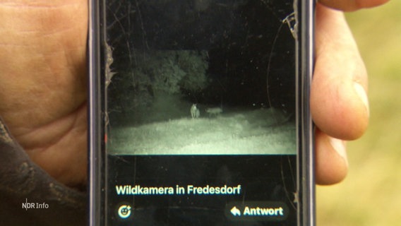 Auf einem Smartphone ist eine Aufnahme von Wölfen zu sehen. © Screenshot 