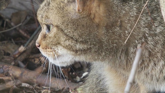 Eine Katze sitzt im Unterholz. © Screenshot 