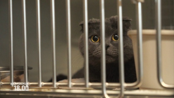 Eine kleine schwarze Katze guckt traurig zwischen Gitterstäben in die Kamera. © Screenshot 