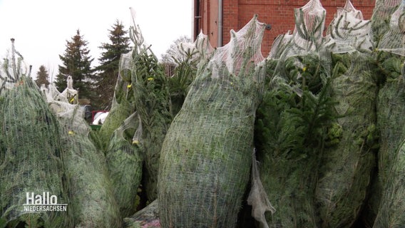 Mehrere in Netzen eingepackten Weihnachtstannen stehen auf einem Hof zusammen. © Screenshot 