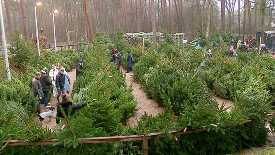 Menschen in Winterkleidung gehen durch Reihen einer Tannenbaumplantage. © Screenshot 