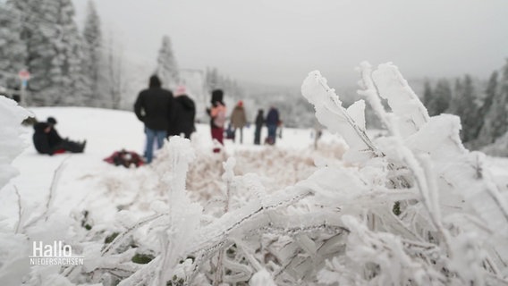 Im Vordergrund: ein vereister Strauch am Rand einer Rodelpiste im verschneiten Harz © Screenshot 