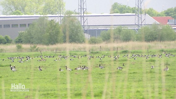 Gänse halten auf einer Wiese Rast. © Screenshot 